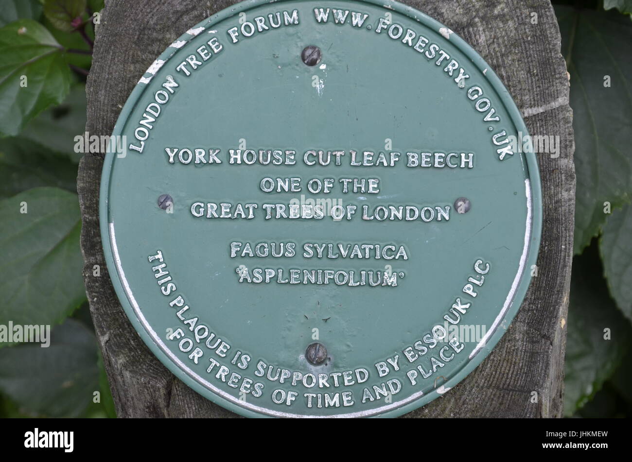 Das York House schneiden Blatt Buche im York House Gardens, Twickenham, London. Es ist eines der großen Bäume von London Stockfoto