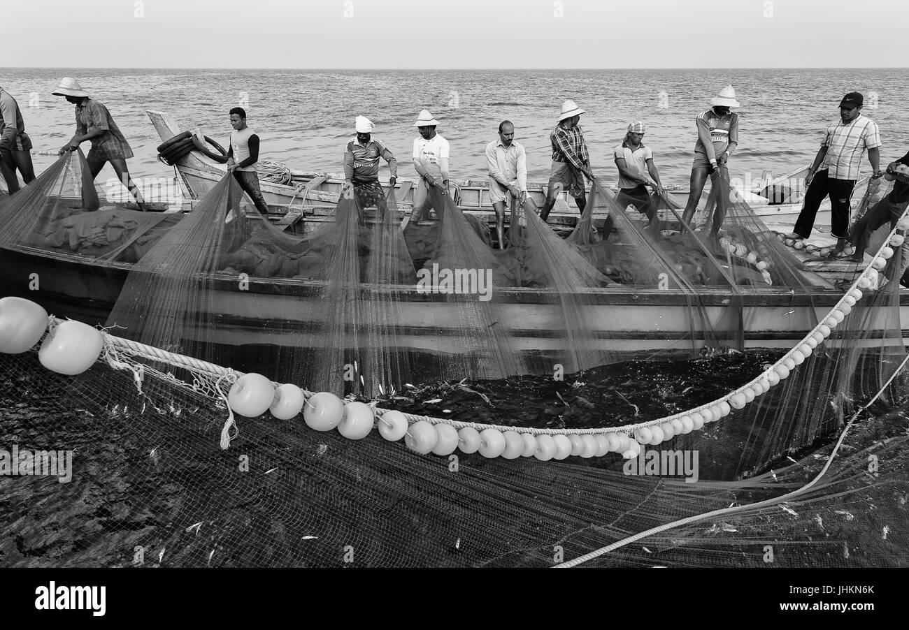 Fischer schleppen in ein großes Netz von Sardinen während der Reise ins Arabische Meer in der Nähe von Kannur, Kerala, Indien. Stockfoto