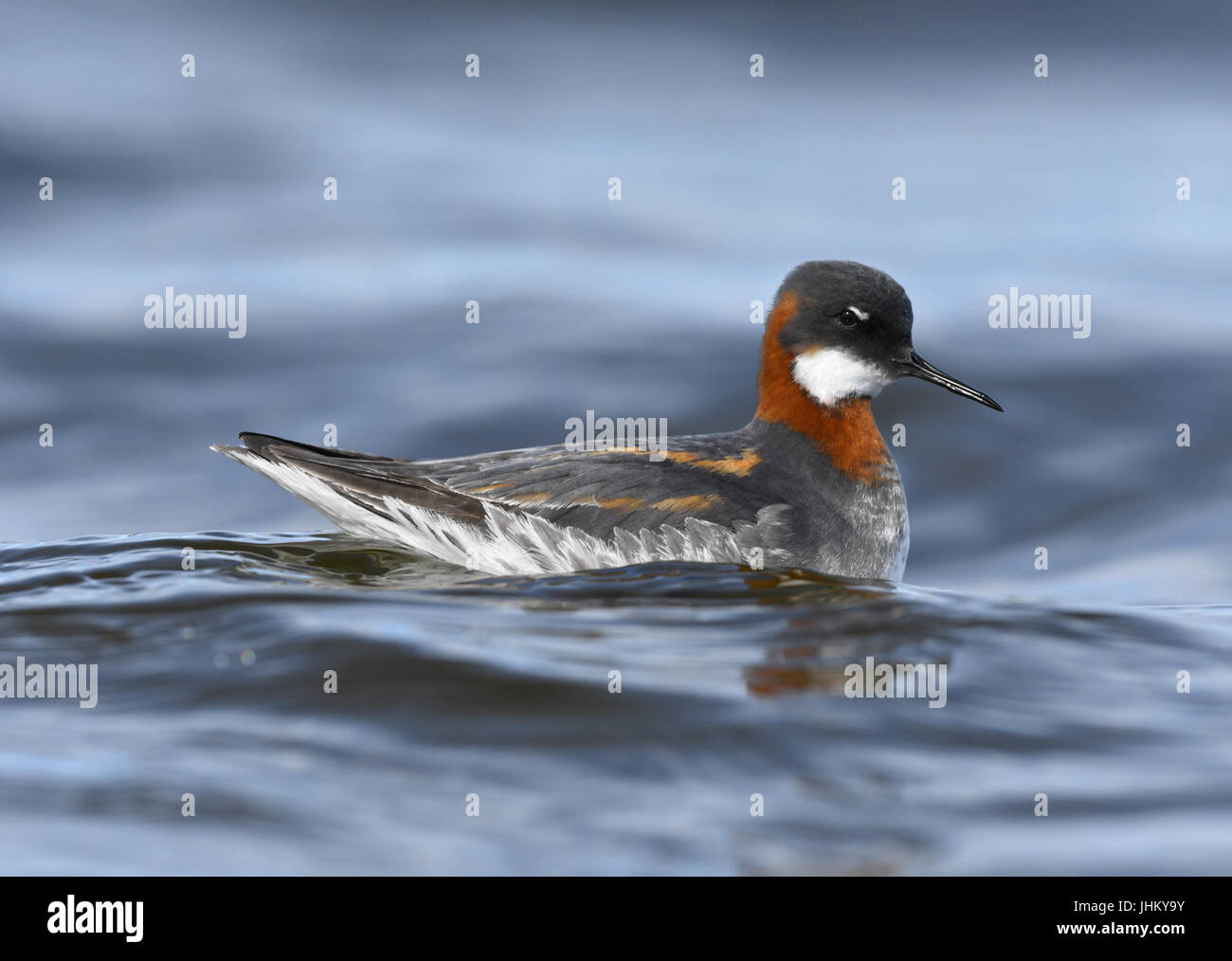 Red-necked Phalarope - Phalaropus Lobatus - Zucht Erwachsener Stockfoto