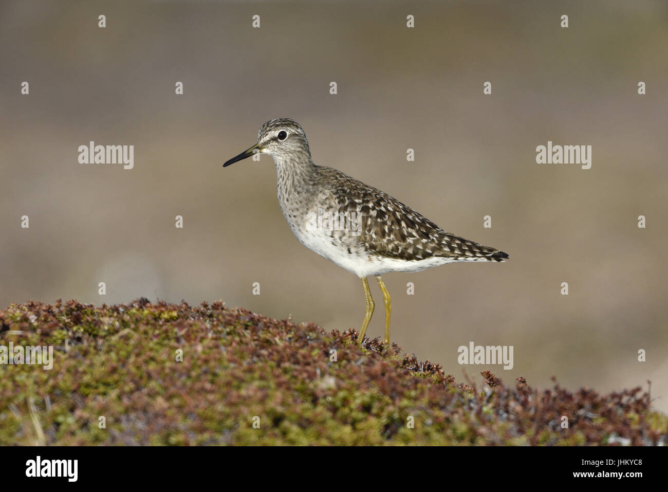 Bruchwasserläufer - Tringa glareola Stockfoto