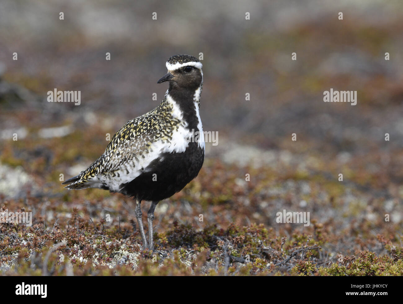 Goldregenpfeifer - Pluvialis apricaria Stockfoto