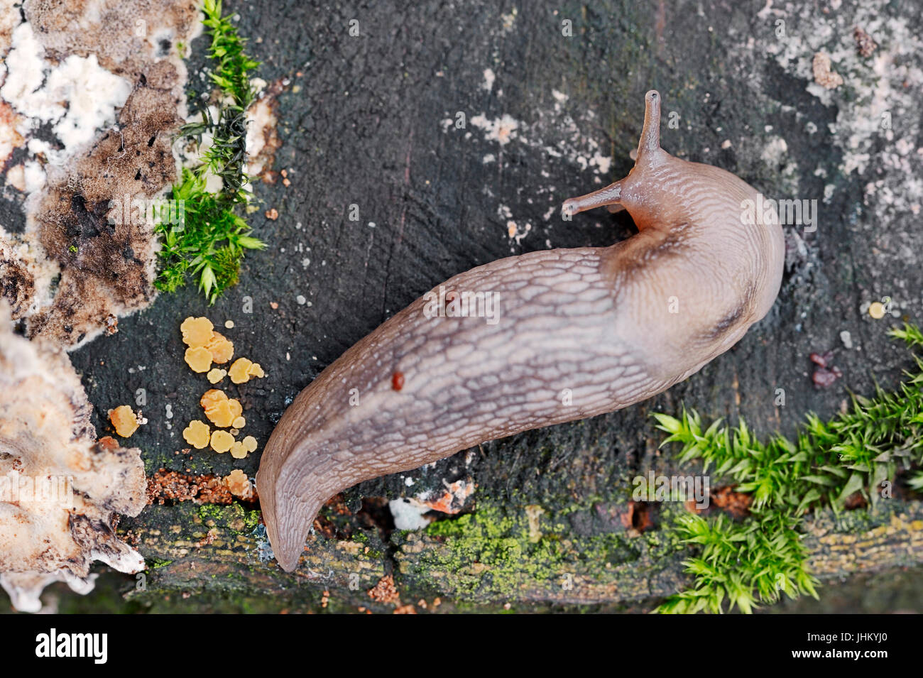 Baum-Slug, North Rhine-Westphalia, Deutschland / (Lehmannia Marginata) | Baumschnegel, Nordrhein-Westfalen, Deutschland / (Lehmannia Marginata) Stockfoto
