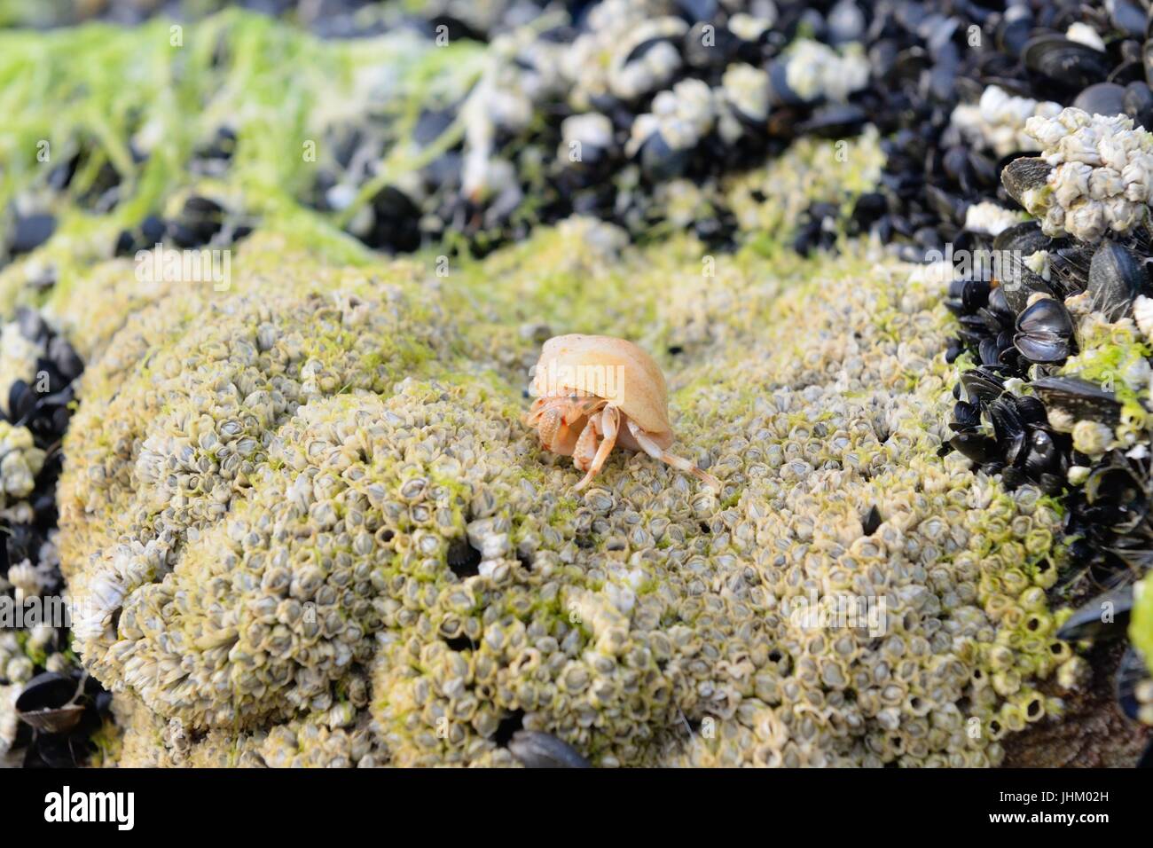 Ein Einsiedlerkrebs kriecht über einen Felsen bedeckt Krebstiere auf Dornoch Beach, Sutherland, Schottland, UK Stockfoto