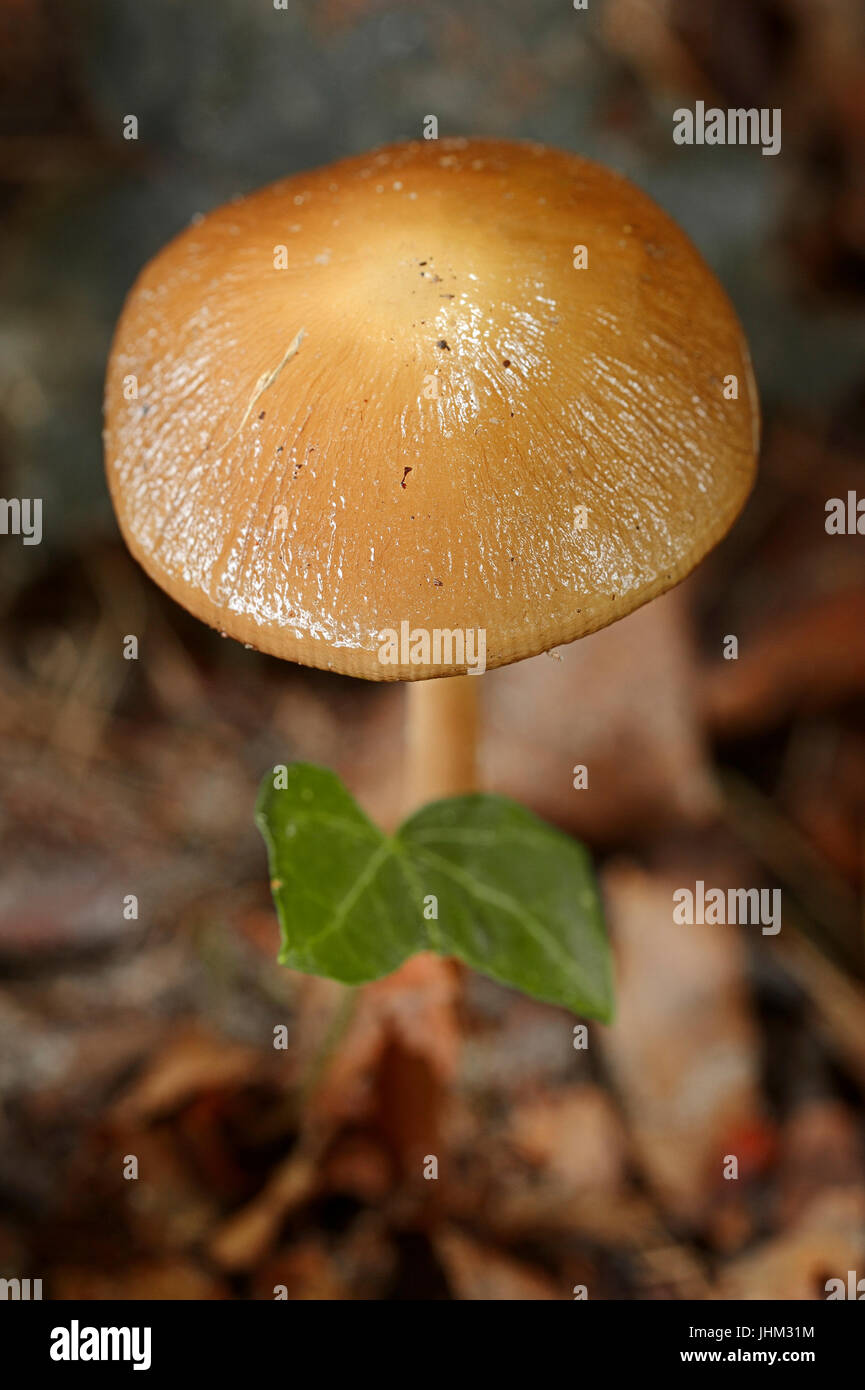 Bewurzelung Schaft, North Rhine-Westphalia, Deutschland / (Xerula Radicata) / tiefe Wurzel Pilz Stockfoto