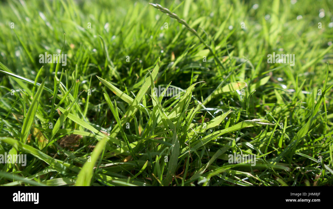 Sommer Gräser in der Abendsonne Stockfoto