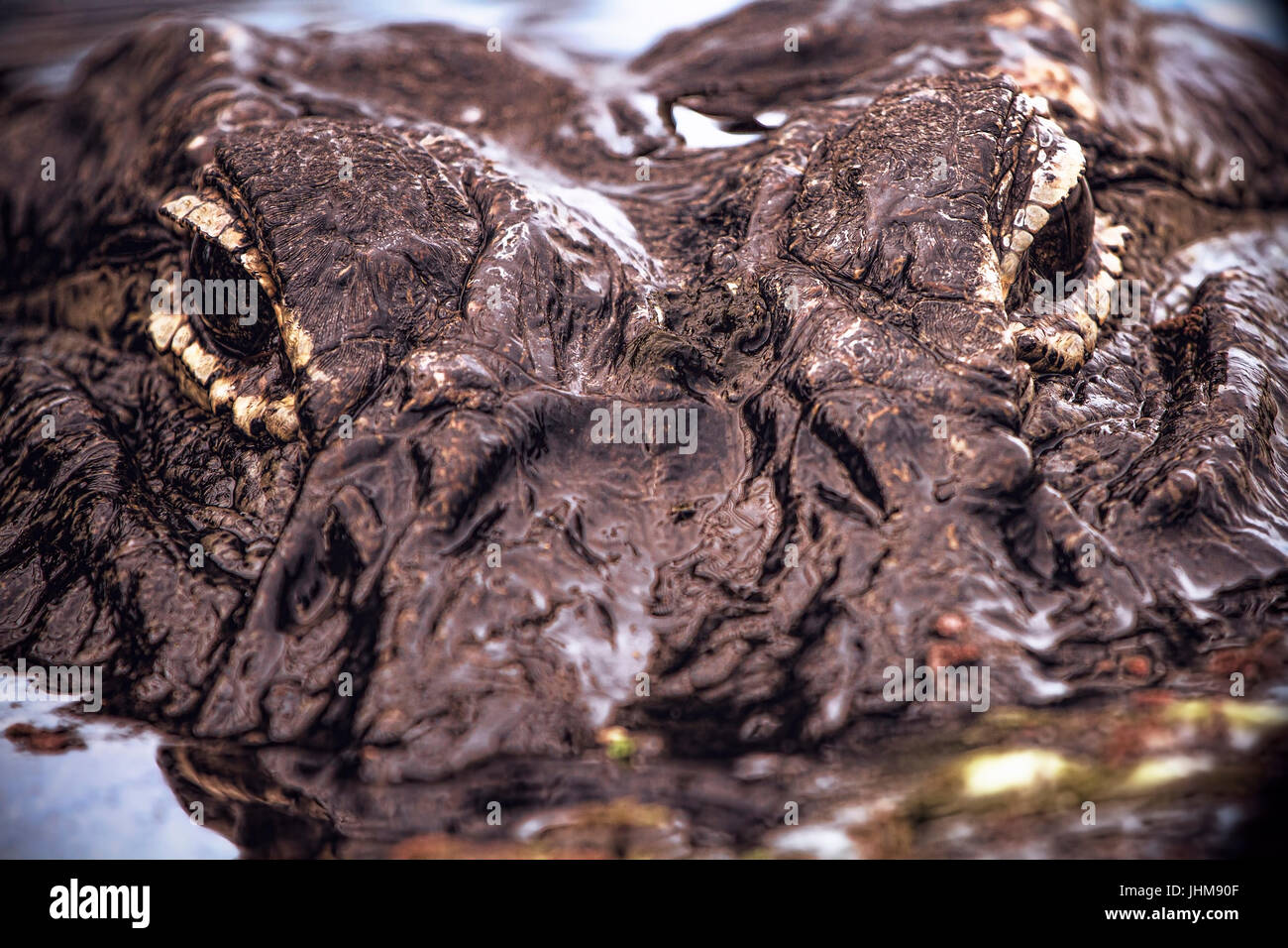 Eine Nahaufnahme von einem amerikanischen Alligator in Florida Everglades. Alligatoren sind endlos interessant und wunderbar faszinierende Kreaturen. Stockfoto