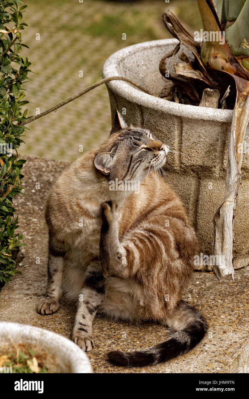 Cat Scratching Stockfoto