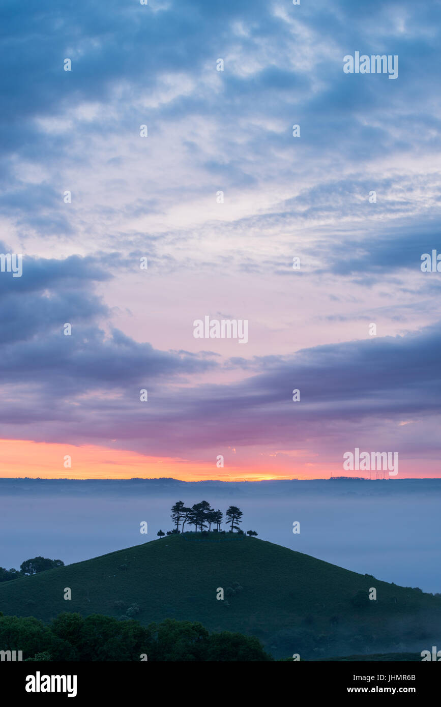 Die berühmten Stand der Bäume auf Colmers Hügel eine Farbe Sonnenaufgang morgen in der Nähe von Bridport in West Dorset, England, UK Stockfoto