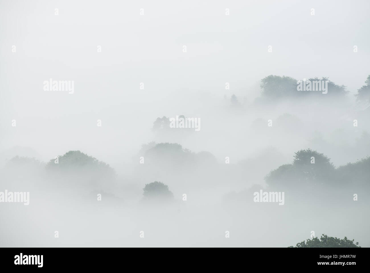 Nebel wirbelt Arounf der ländlichen Hügellandschaft in der Nähe von Bridport in West Dorset, England, UK Stockfoto