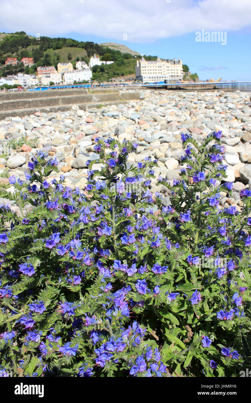 Viper-Bugloss Echium Vulgare wächst am Strand von Llandudno, Wales Stockfoto