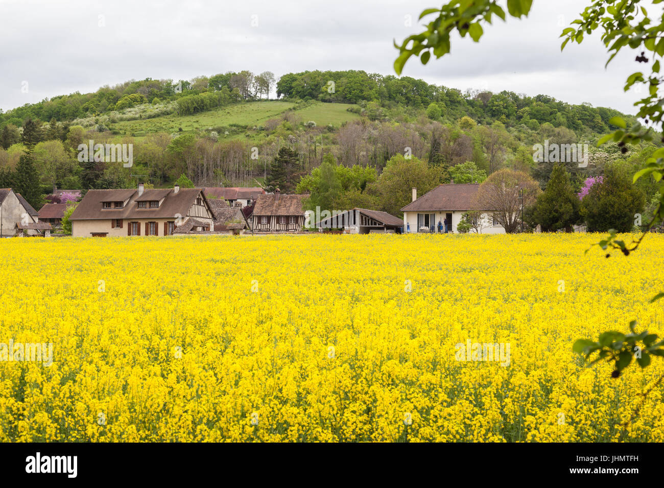 Raps-Feld mit Dorf Giverny und Hügel im Hintergrund an Giverny, Frankreich, einem Dorf westlich von Paris. Es ist bekannt als der Ort, wo Maler Claude Mo Stockfoto