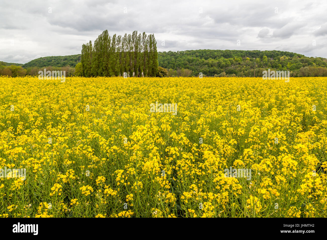 Raps-Feld mit Baum im Hintergrund Stockfoto