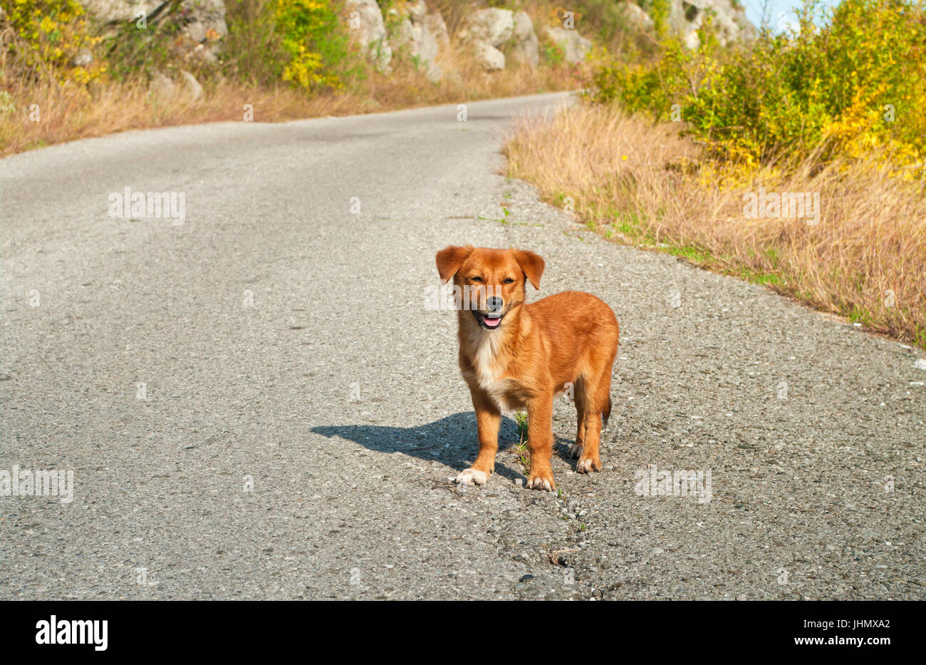 kleinen streunenden Hund auf Bergstraße, Montenegro Stockfoto