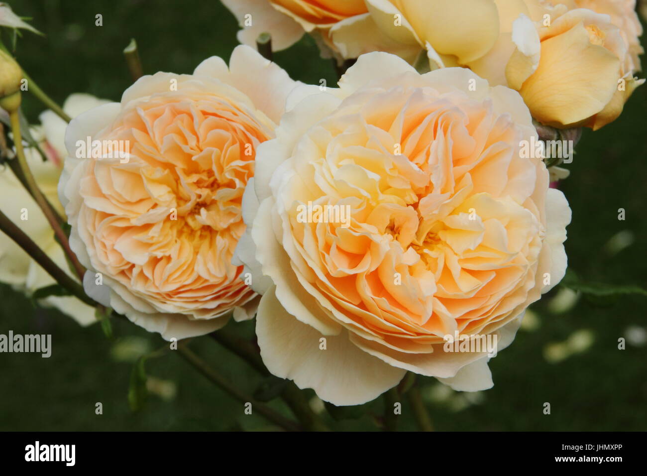 Rosa 'Crown Princess Margareta', stieg (Auswinter) eine Blüte duftend, wiederholen Sie Englisch in voller Blüte in einen englischen Garten Grenze im Sommer Stockfoto