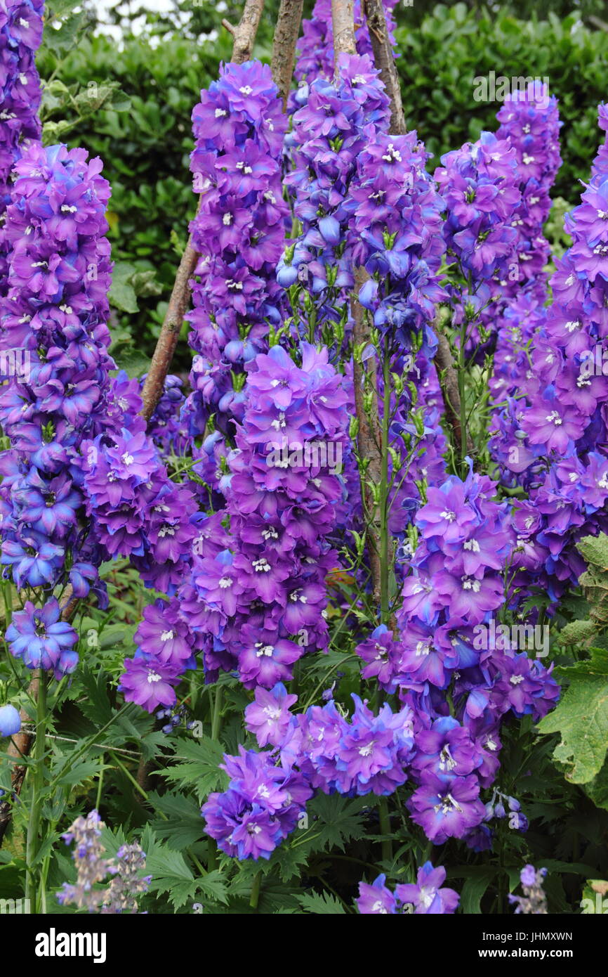Rittersporn "Giotto" Pflanzen, unterstützt von einem Wigwam in voller Blüte in einen englischen Garten Grenze im Sommer Stockfoto