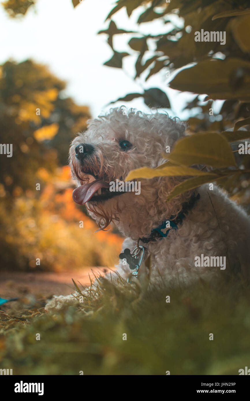 Hund unter den Büschen Stockfoto