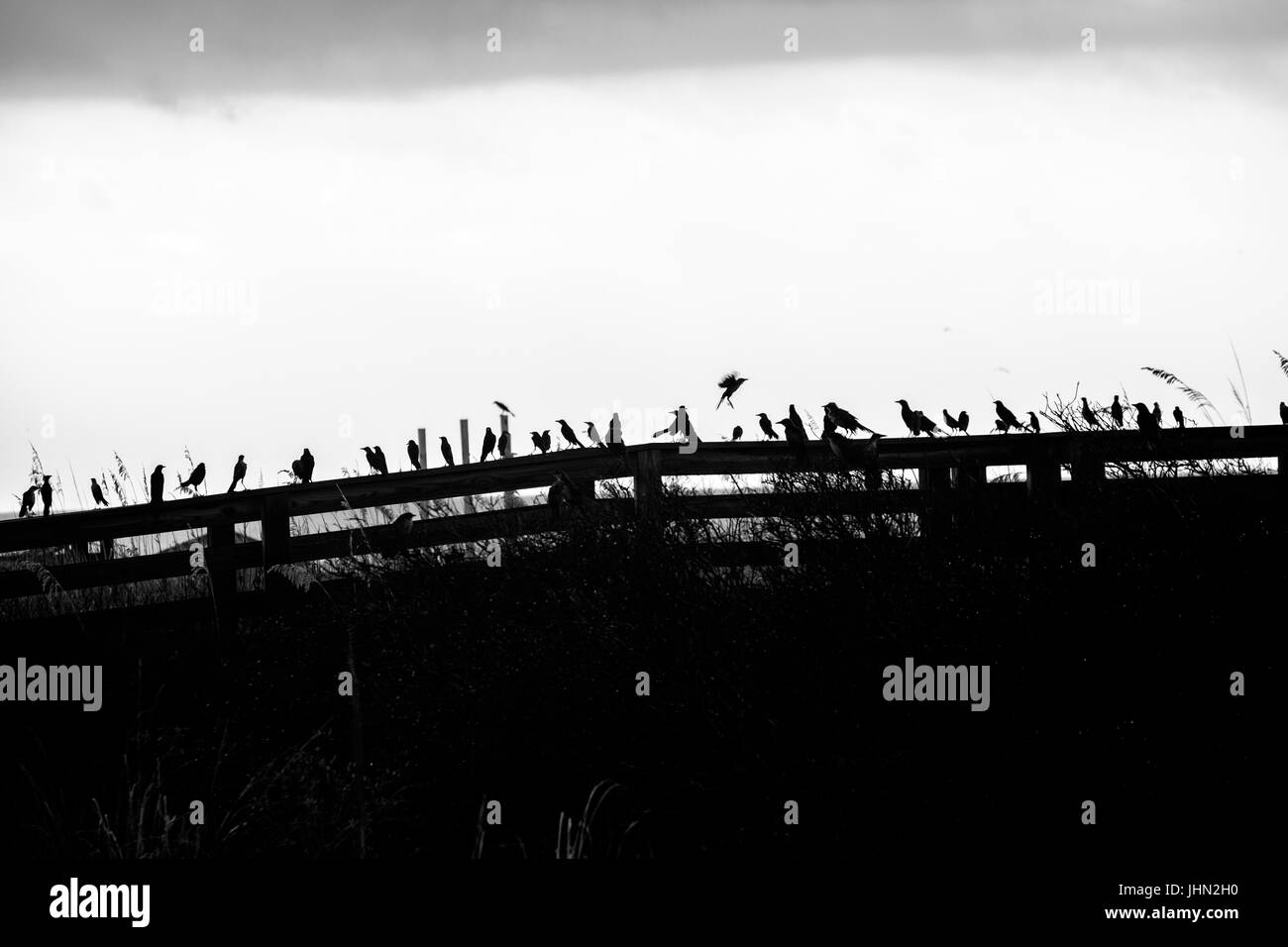 Finstere Vogelschwarm auf einem Zaun Stockfoto