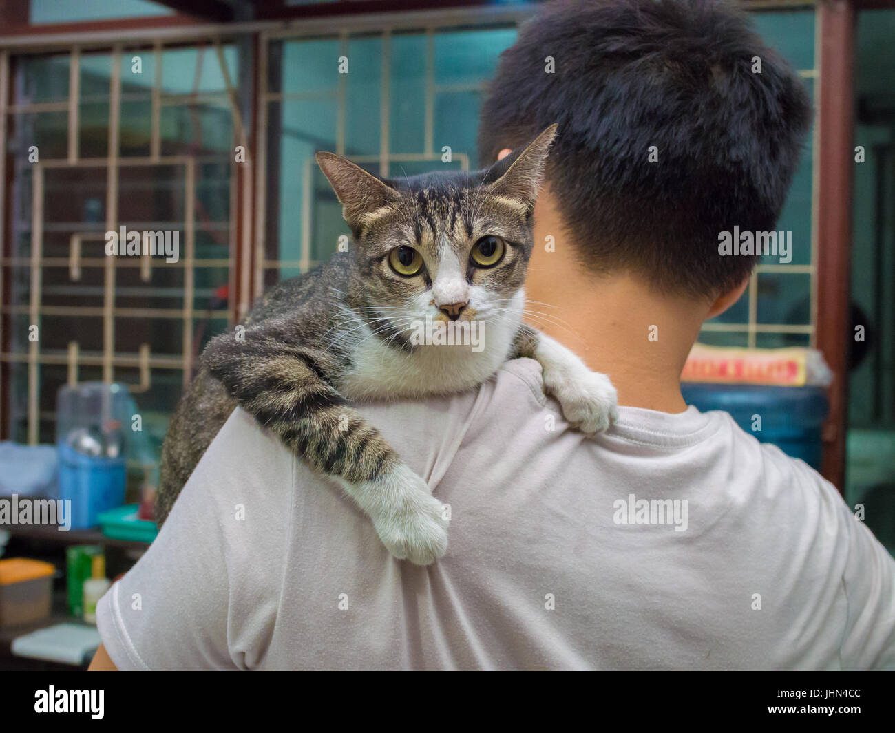 Böse Katze durchgeführt durch den Menschen Stockfoto