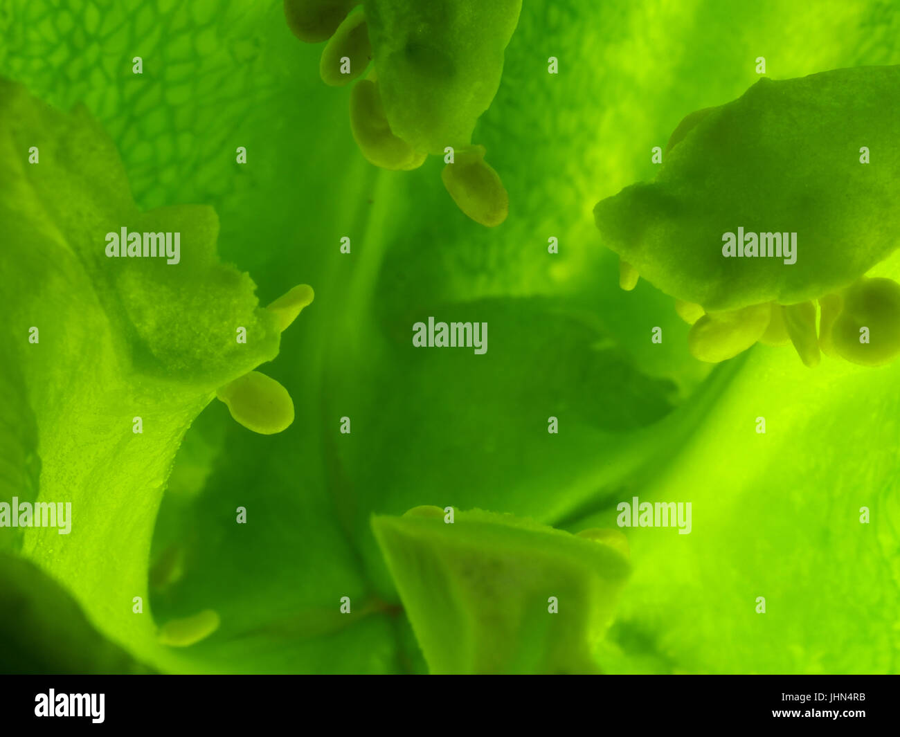 ABSTRAKTEN Hintergrund mit GRÜNPFEFFER Innenansicht abstrakten Hintergrund erstellt mit einem inneren Blick auf eine grüne Paprika. Makroaufnahme. Keine Farbfilter Stockfoto