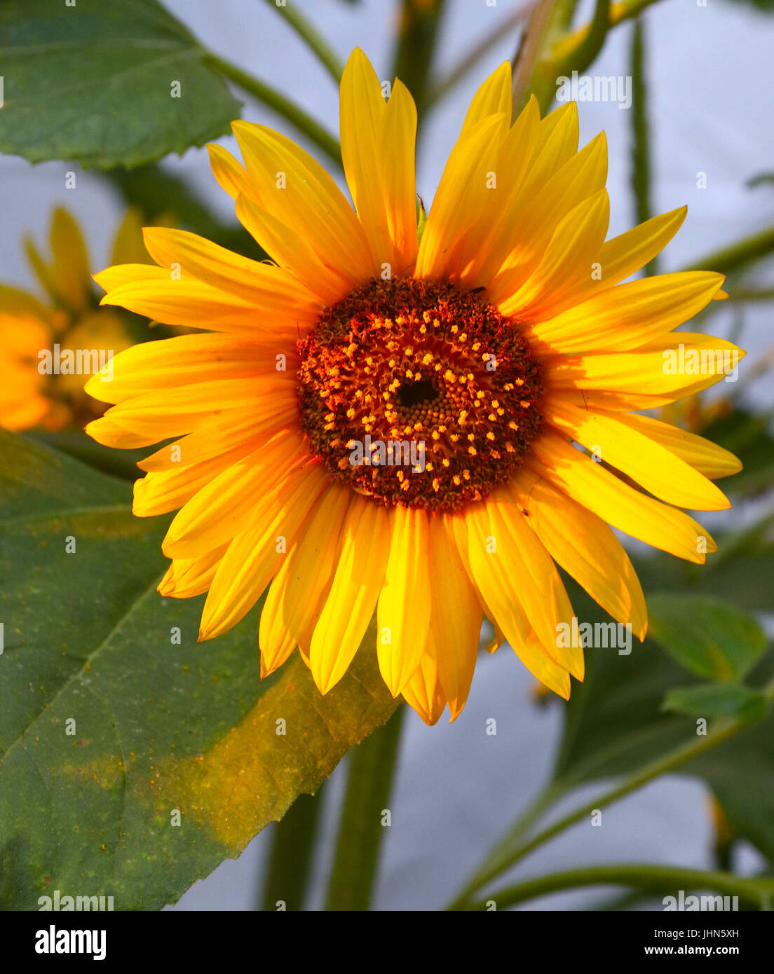 Untergehende Sonne beleuchtet die Blütenblätter einer Sonnenblume Stockfoto