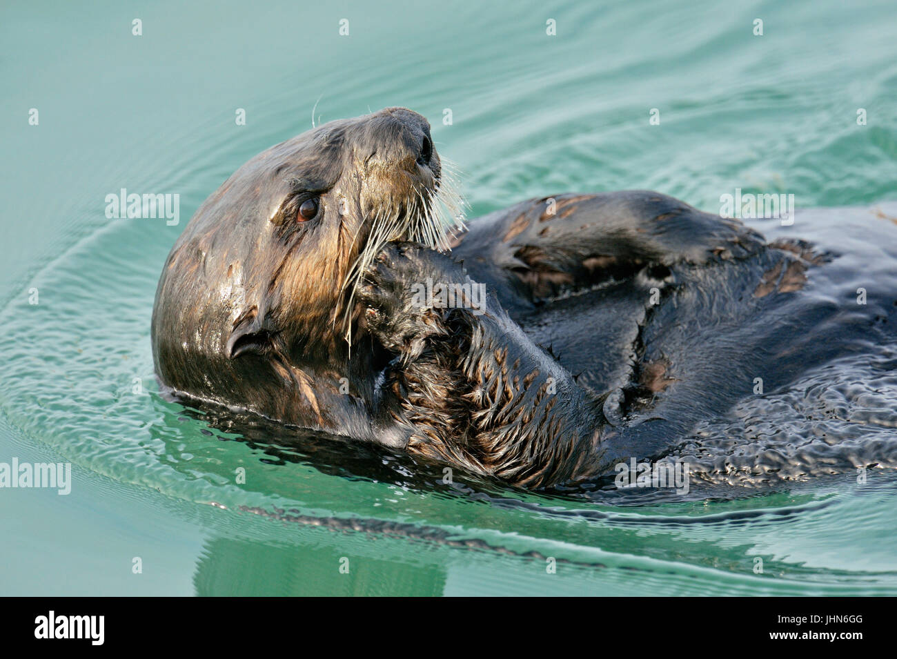 Seeotter (Enhydra lutris) Bummeln und das Putzen nach der Fütterung, Morro Bay, Kalifornien, USA Stockfoto