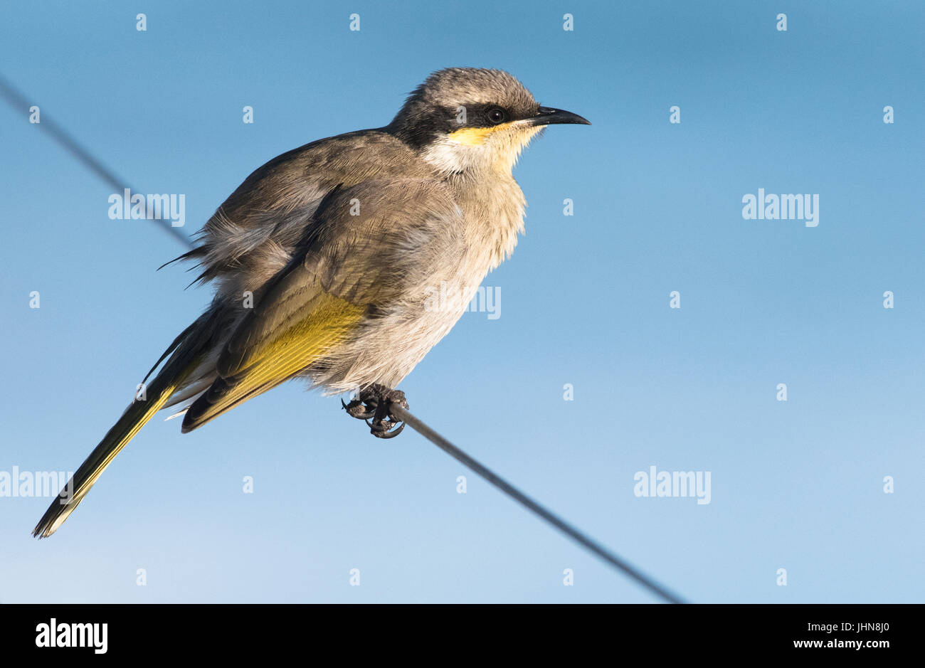 Gesang-Honigfresser (Gavicalis Virescens), eine gemeinsame Buschland Vogel Australiens. Stockfoto