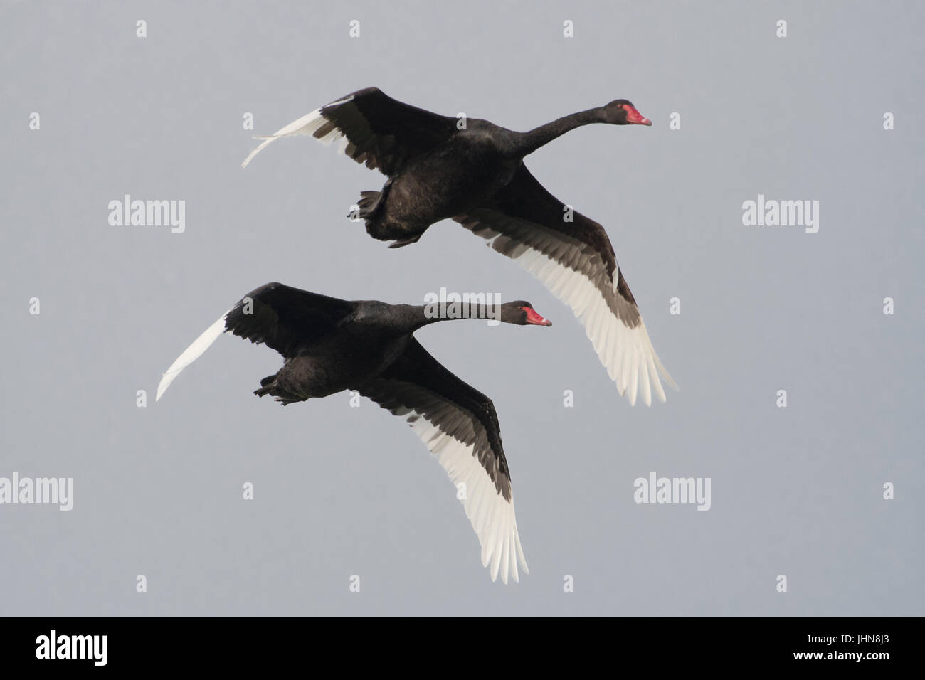 Zwei australische schwarze Schwäne im Flug. Wissenschaftlicher Name Cygnus olor. Stockfoto