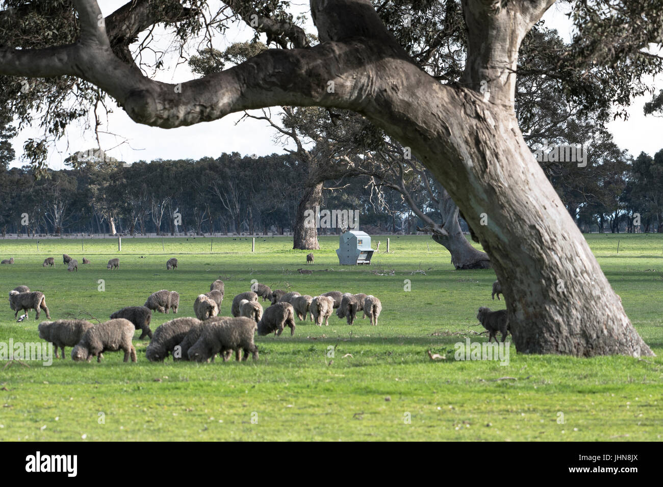 Feine Wolle Schafe weiden unter einem Redgum Baum in der Nähe von Harrow, Victoria, Australien. Stockfoto