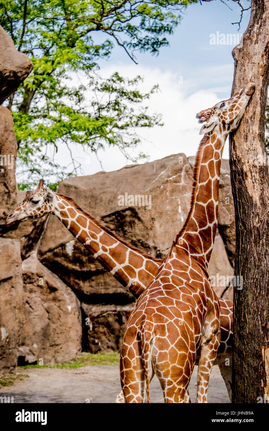 Zwei Giraffen Giraffe Giraffa, in einem Zoo-Gehäuse mit großen Steinen mit einem reibt seinen Kopf gegen den Stein Stockfoto