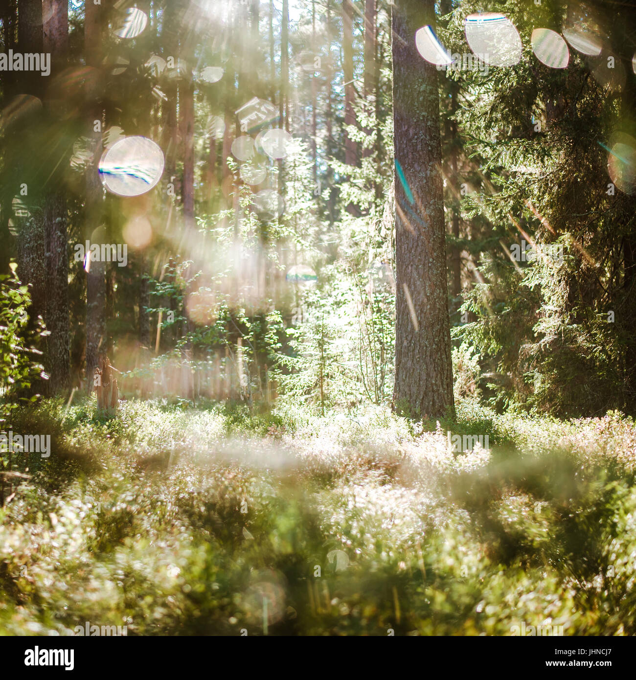 Wald-Bokeh verwischen Sonnenlicht Stockfoto