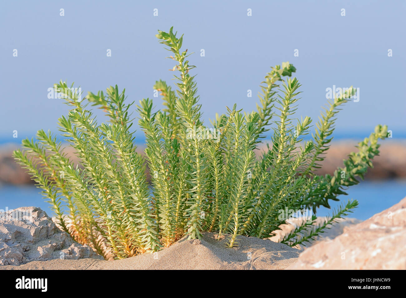 MeerWolfsmilch, Camargue, Provence, Südfrankreich / (Euphorbia