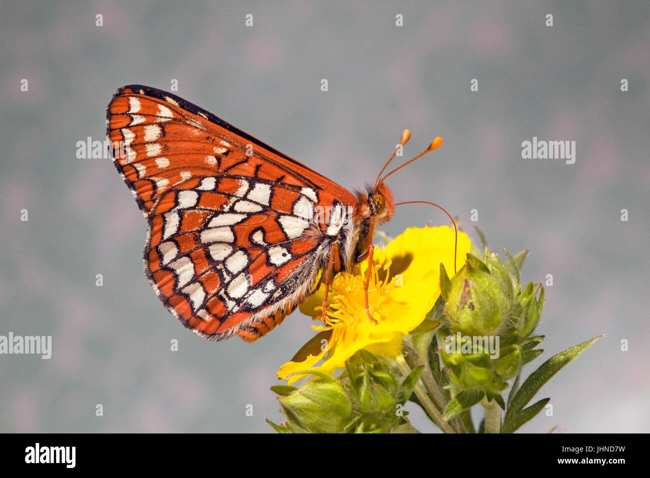 Ein Hoffmann Checkerspot Butterfly, Chlosyne hoffmanni, Nektar trinken aus einem Wildflower im Oregon Kaskaden Stockfoto