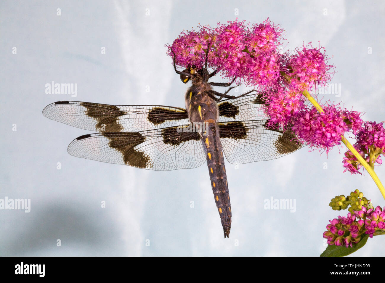Eine acht gefleckte Abstreicheisen Libelle landete auf einem Wildblumen in der Cascade Mountains of Oregon Stockfoto