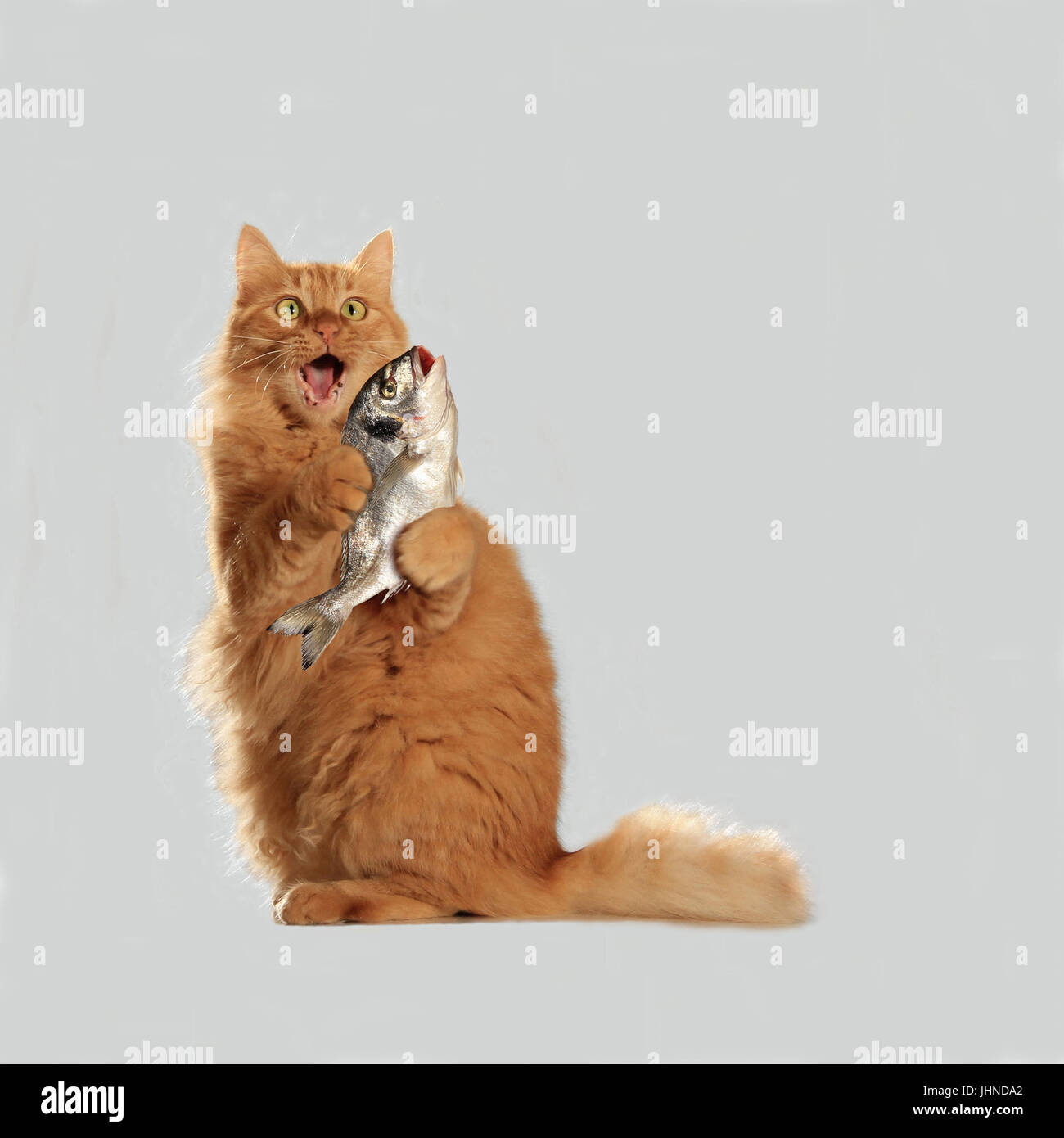 Hauskatze, Ingwer, rot gestromt, ein Fisch in ihren Pfoten halten Stockfoto