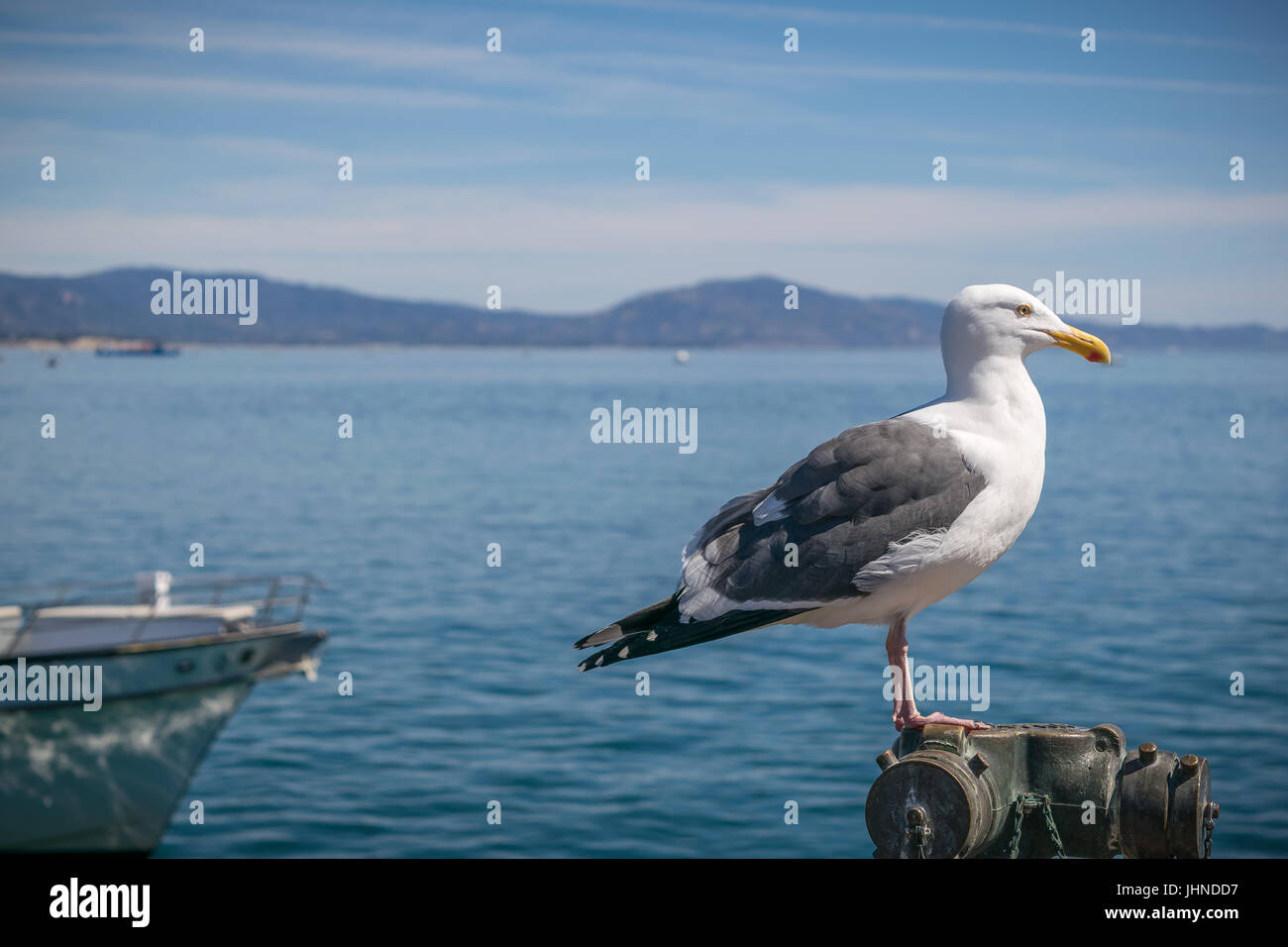 Möwe auf Santa Barbara Pier Stockfoto