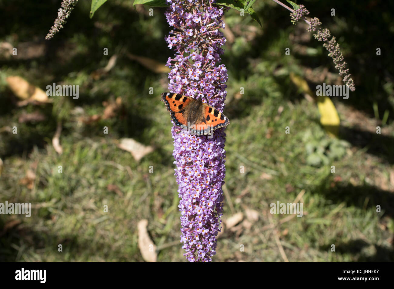 Schildpatt-Schmetterling Stockfoto