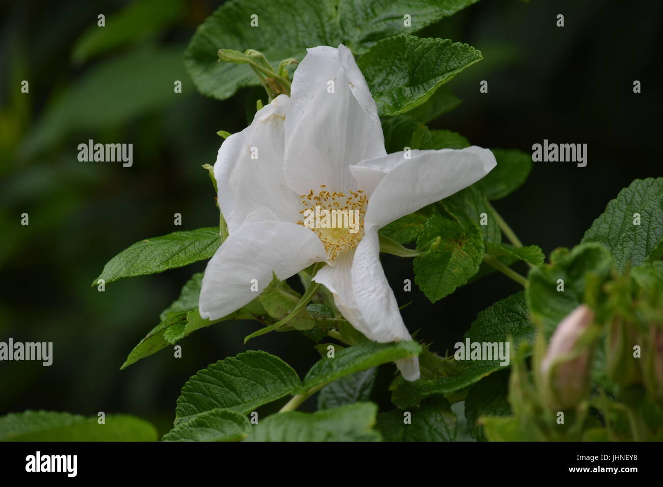 Weiße rose, Rosa rugosa Stockfoto