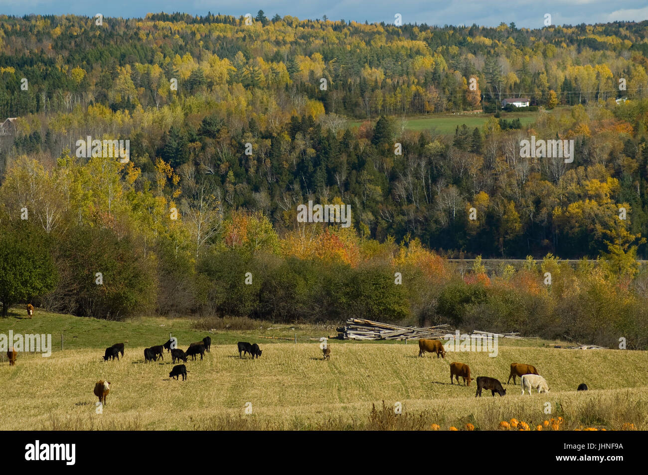 Pferde und Kühe grasen in einem offenen Feld in New Brunswick, Kanada Stockfoto