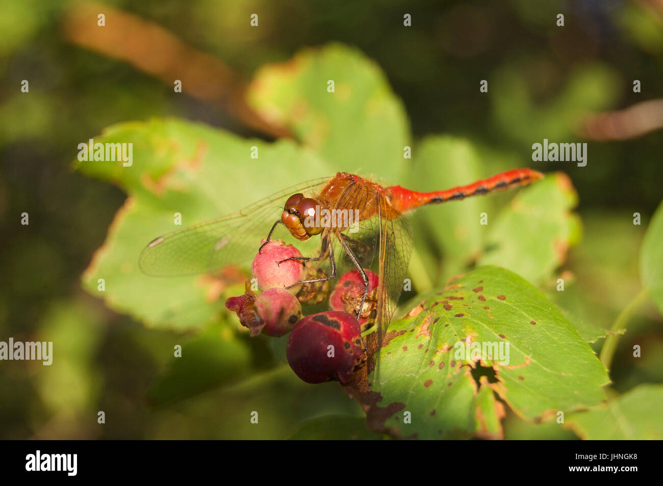 Eine schöne Libelle ruht auf die Beeren auf einem Zweig der gesunden Baum. Stockfoto