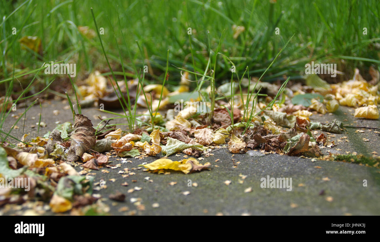 Trockene Blätter und grünen Rasen im Spätsommer in Makro-Ansicht Stockfoto