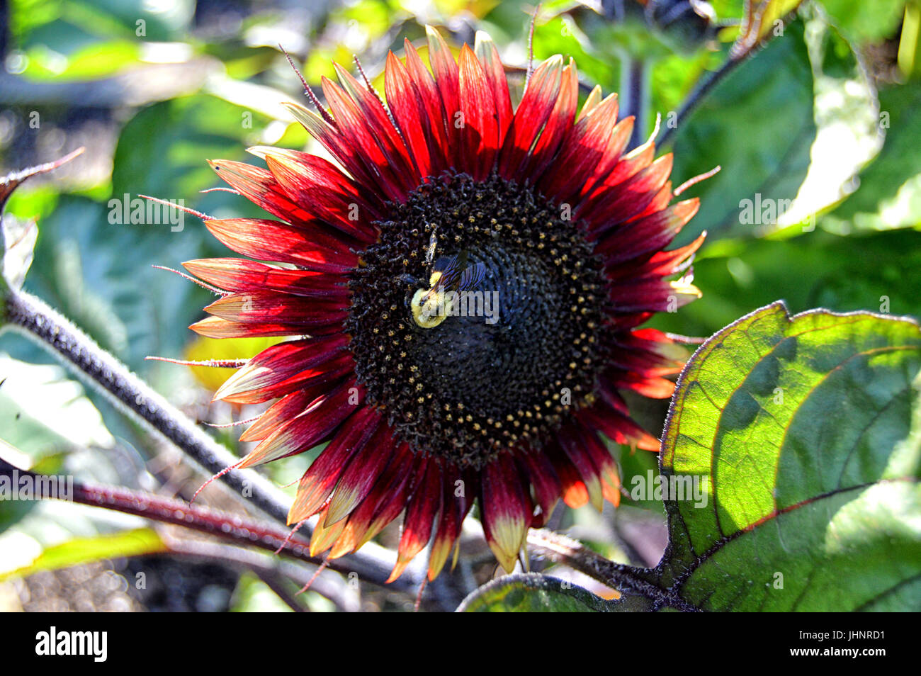 Biene auf Sonnenblumen kümmert sich Bee-Geschäft. Stockfoto