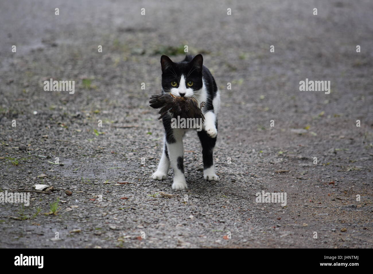 Cat Eating Bird Stockfotos und bilder Kaufen Alamy