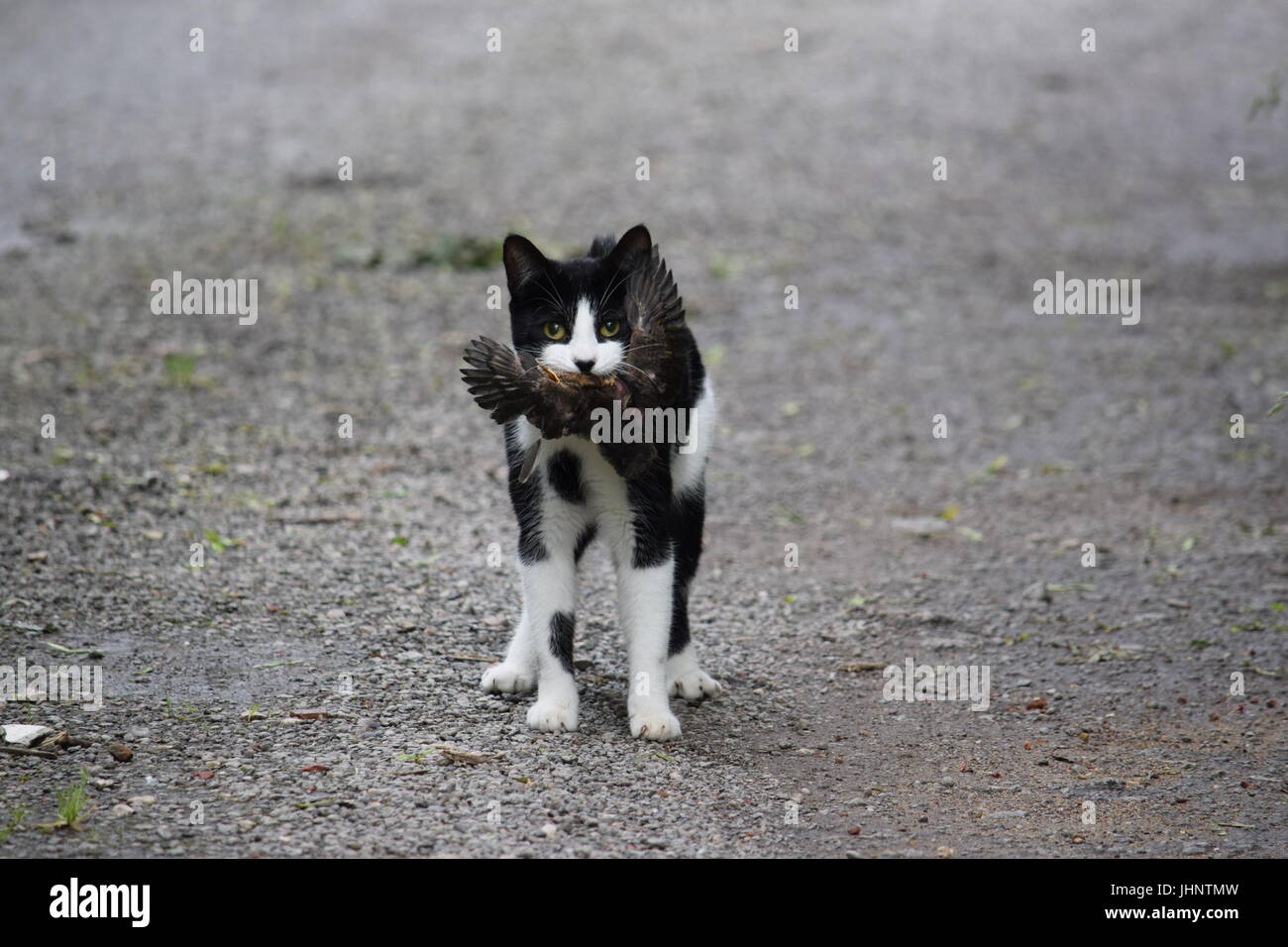 Katze, einen Vogel zu fangen Stockfoto