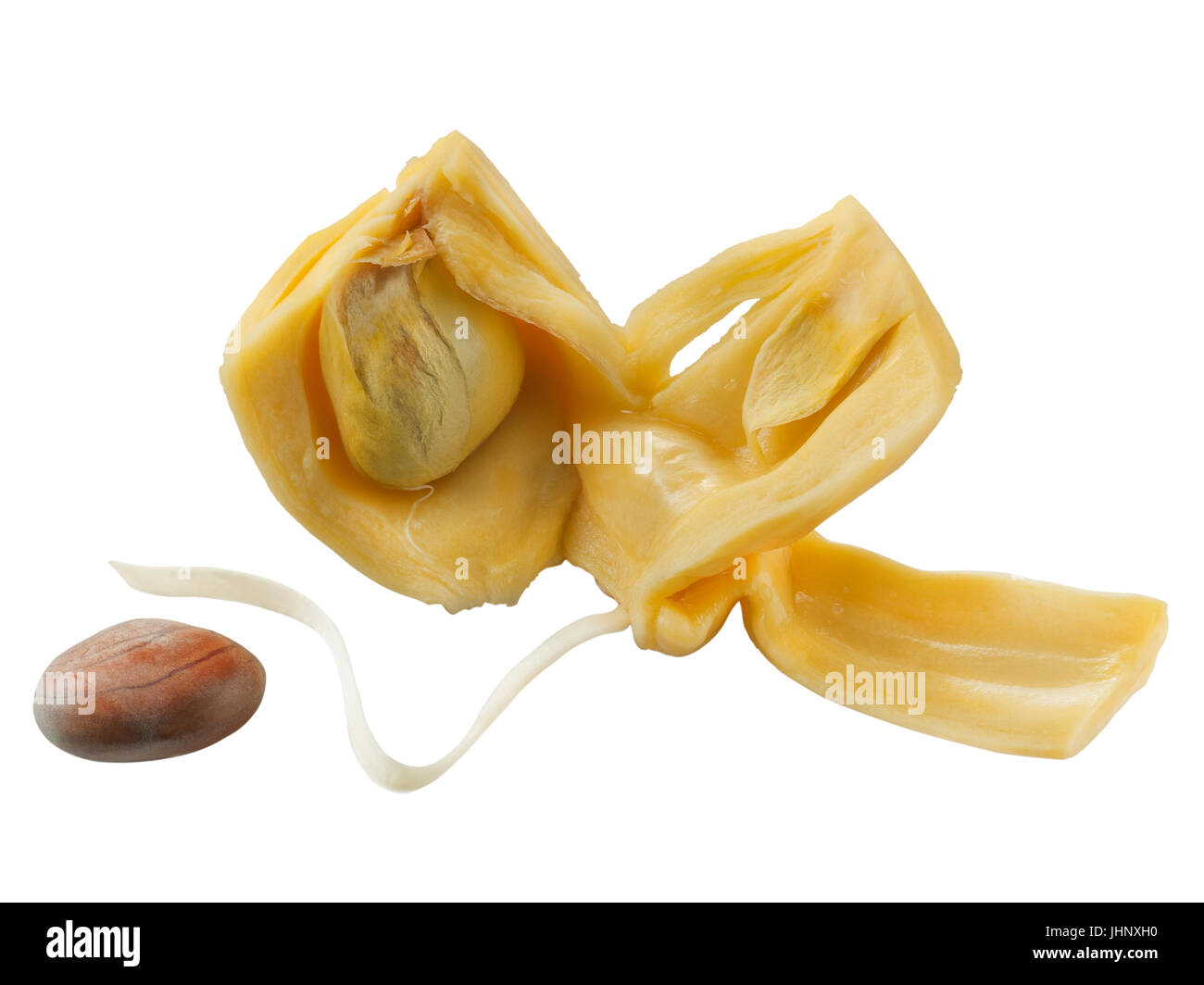 Jackfrucht isoliert auf weißem Hintergrund Stockfoto