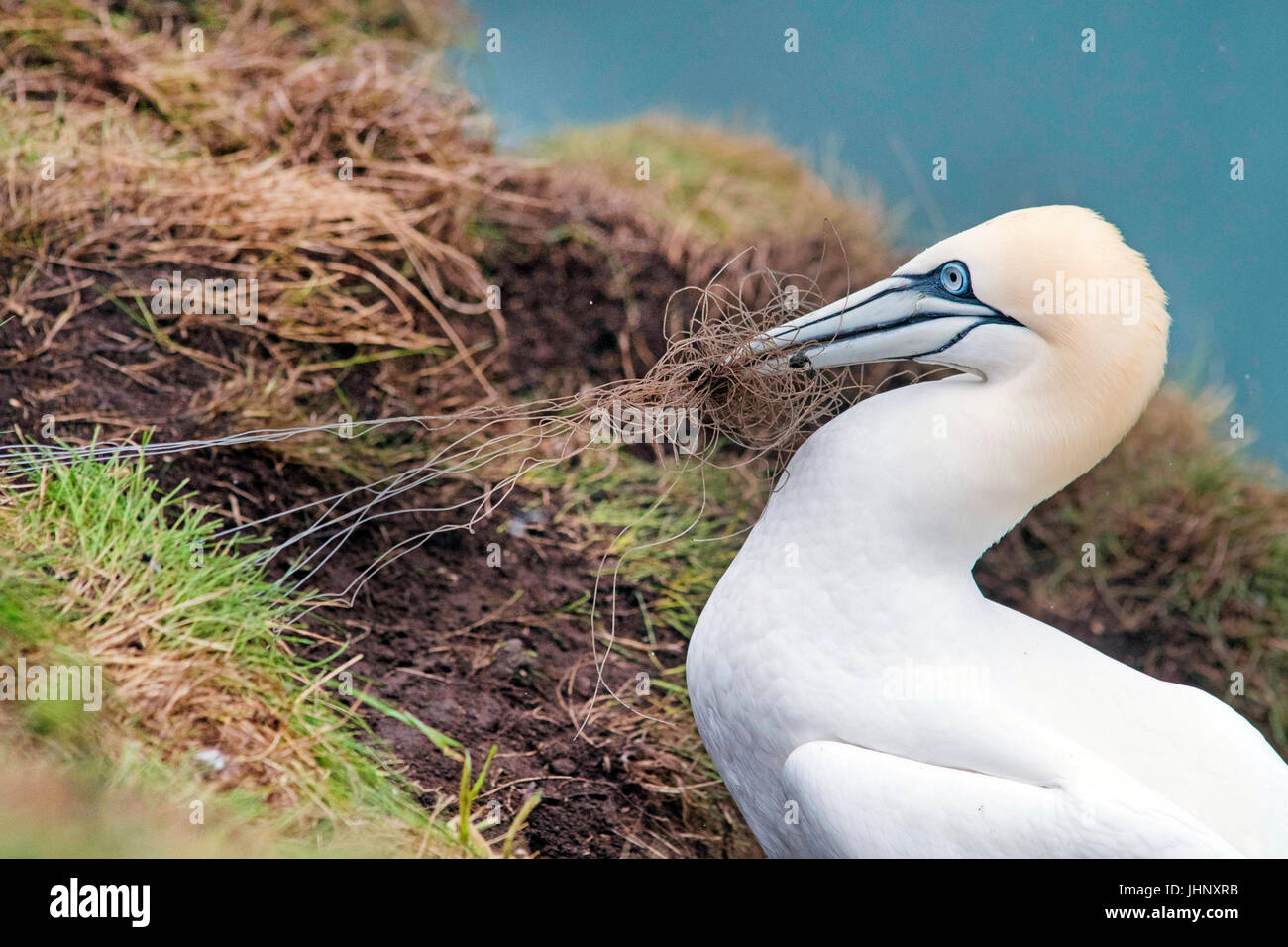 Gannett sammeln Angelschnur für Nest Stockfoto