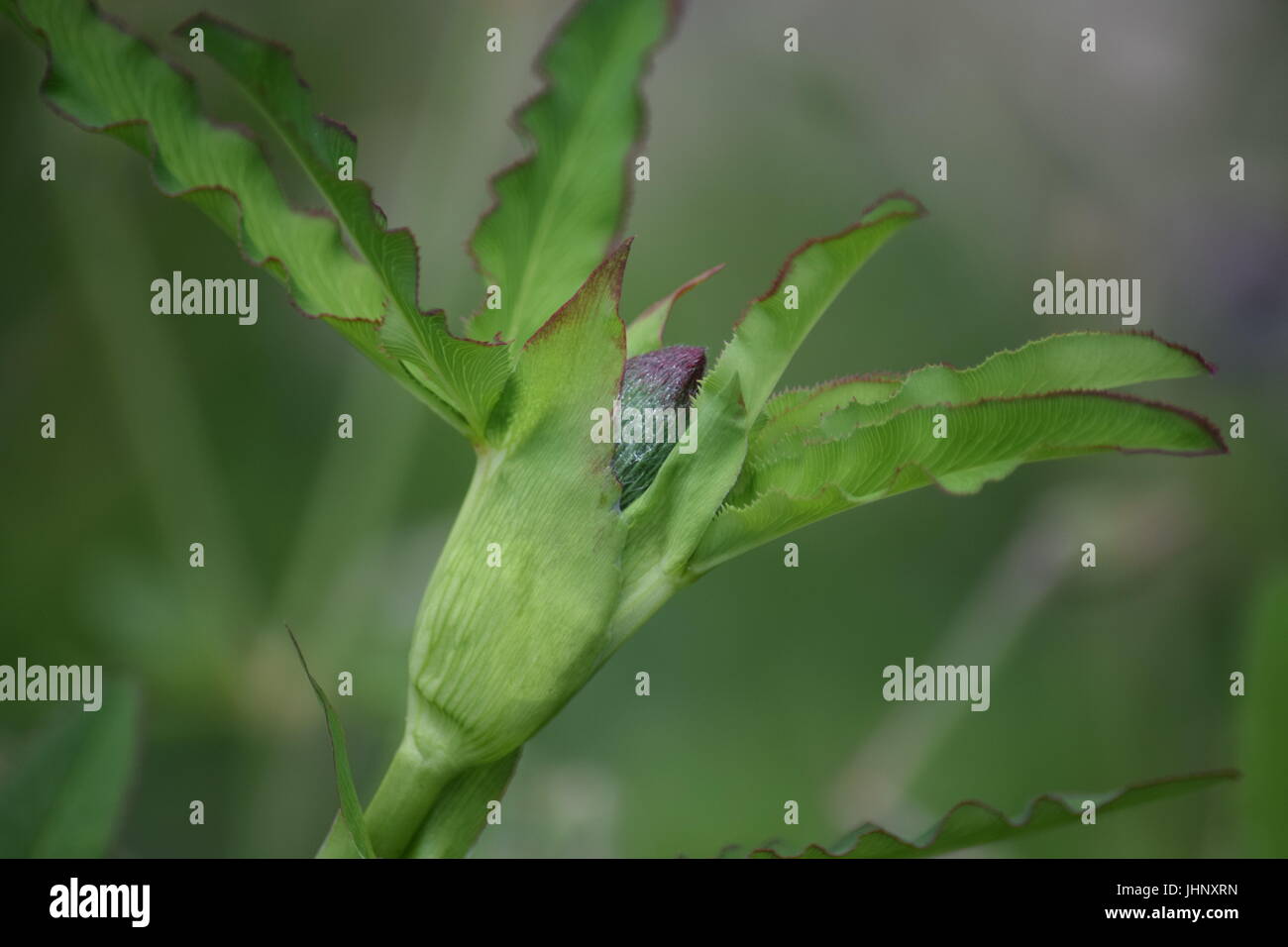 Wildform Stockfoto
