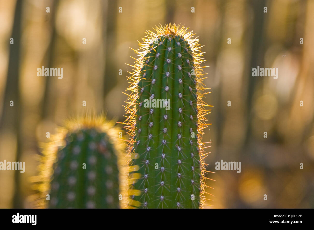 Phenix Arizona, USA, 2017, Kakteen mit Tieren Stockfoto