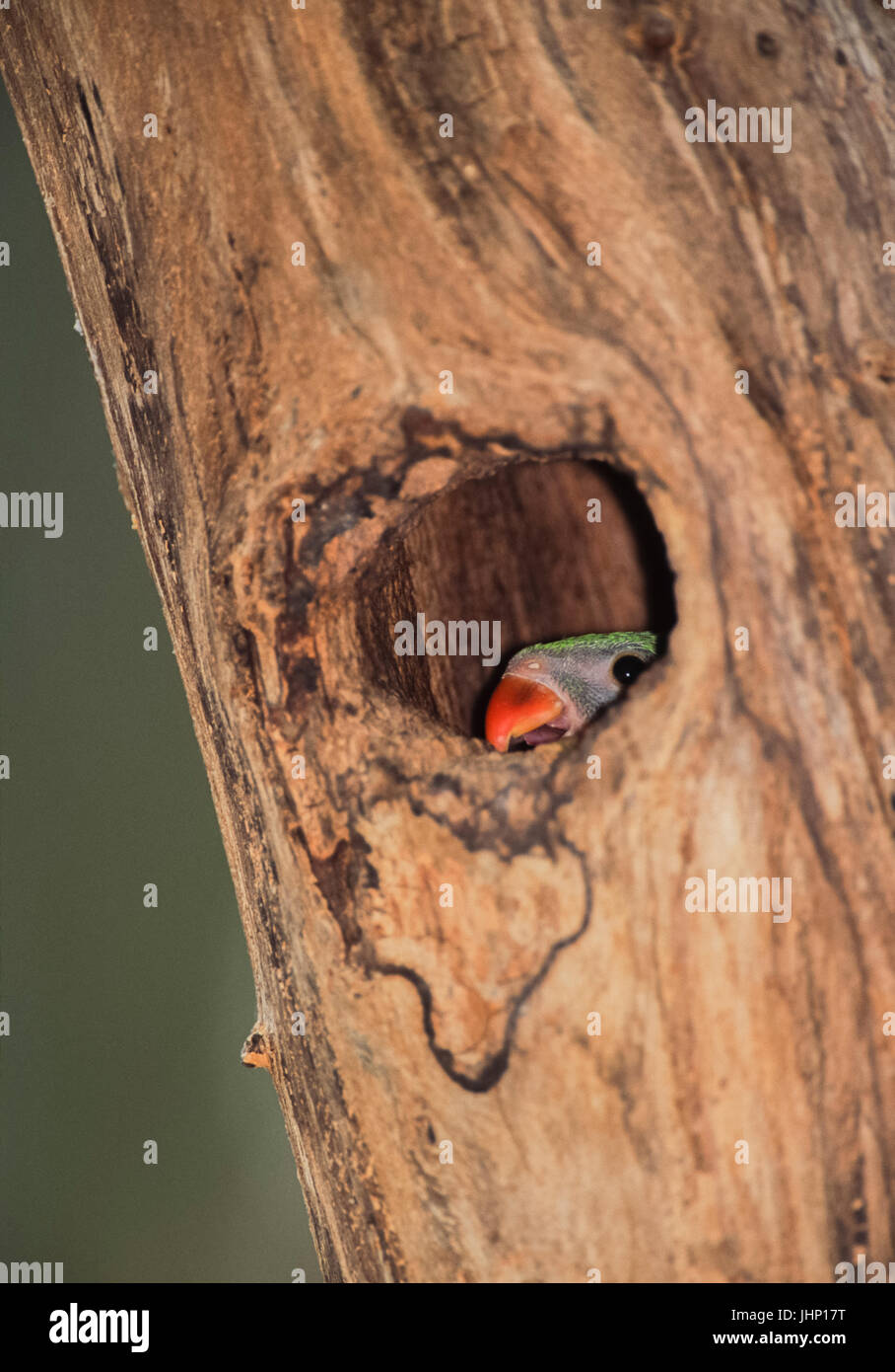 Ring necked parakeet (psittacula krameri), oder Rose ringed parakeet, London, Vereinigtes Königreich Stockfoto