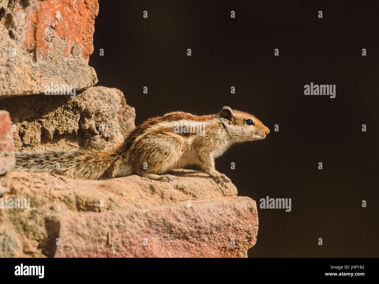 Northern Palm Eichhörnchen, (Funambulus pennantii), oder die 5-gestreiften Palm Eichhörnchen, sitzt auf Mauer, Keoladeo Ghana National Park, Rajasthan, Indien Stockfoto