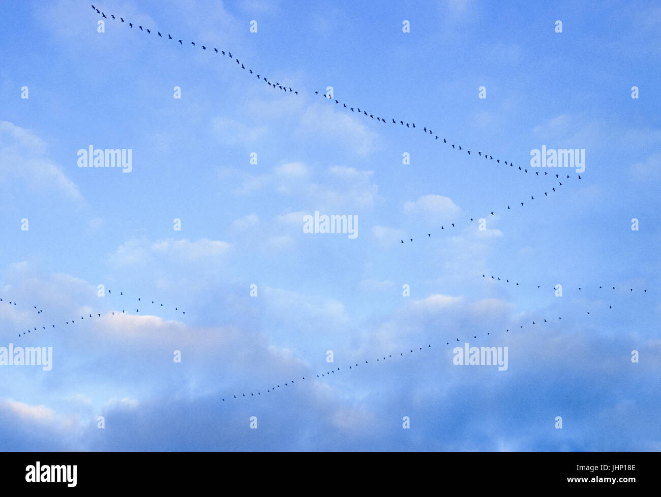 Herde Graugänse (Anser anser), die Migration von Süden aus Nordeuropa, Britische Inseln, Großbritannien Stockfoto